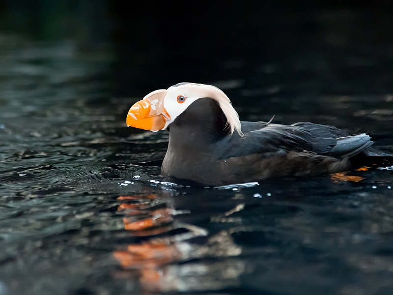 Alaska Wildlife-52.JPG